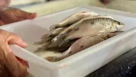 Peixes (Foto: Pedro Melo/Conecta Piauí)