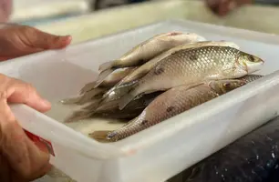 Peixes (Foto: Pedro Melo/Conecta Piauí)