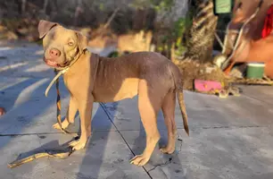 Pitbull cega é furtado em Barra Grande e tutora busca ajuda para encontrá-la (Foto: Reprodução)