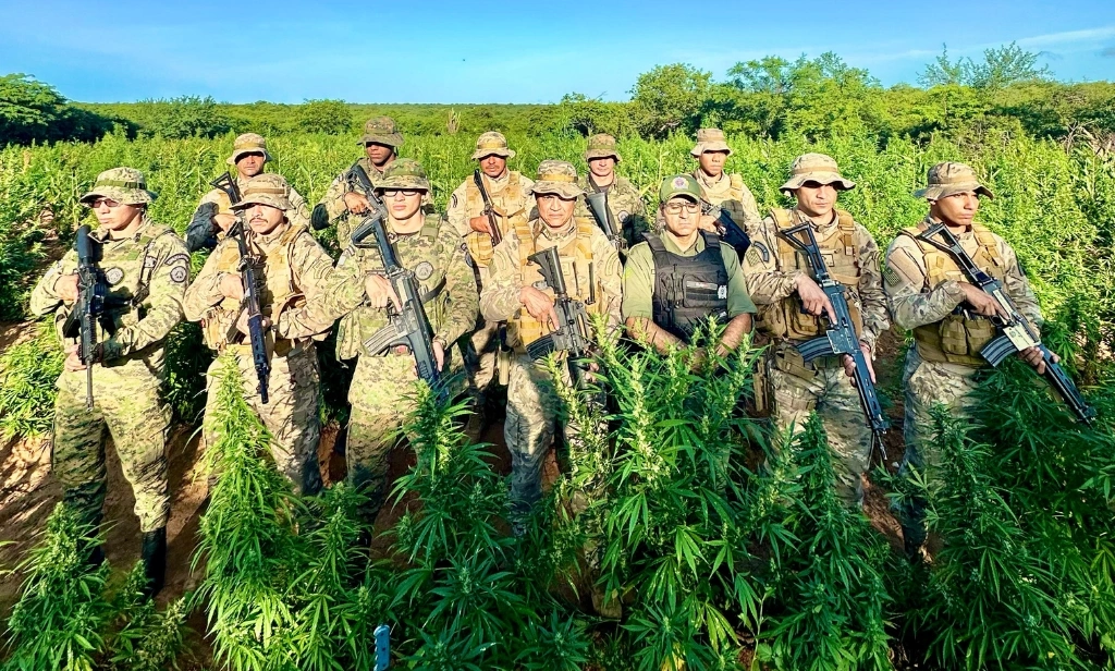 Plantação de maconha com produção de cerca de 5 toneladas é erradicada no Piauí