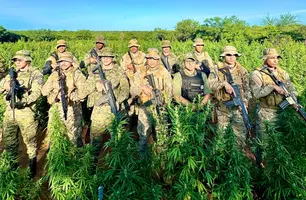 Plantação de maconha com produção de cerca de 5 toneladas é erradicada no Piauí (Foto: Divulgação/BEPI)