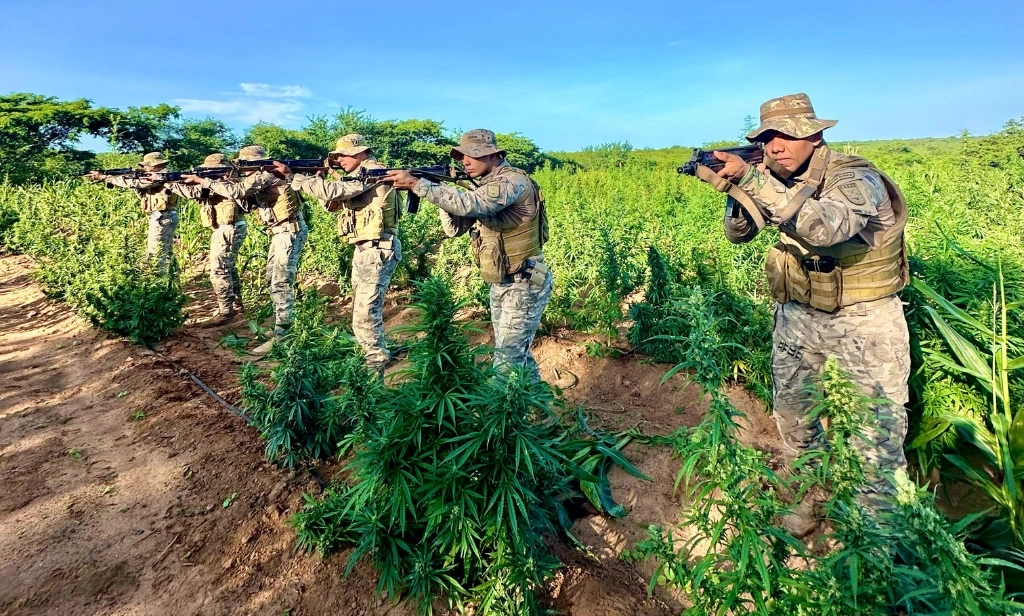 Plantação de maconha com produção de cerca de 5 toneladas é erradicada no Piauí