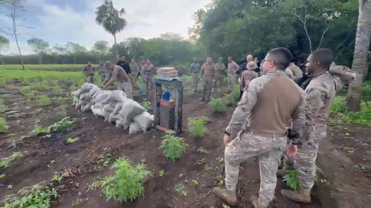 Plantação de maconha é desarticulada e quatro são presos em São João da Serra