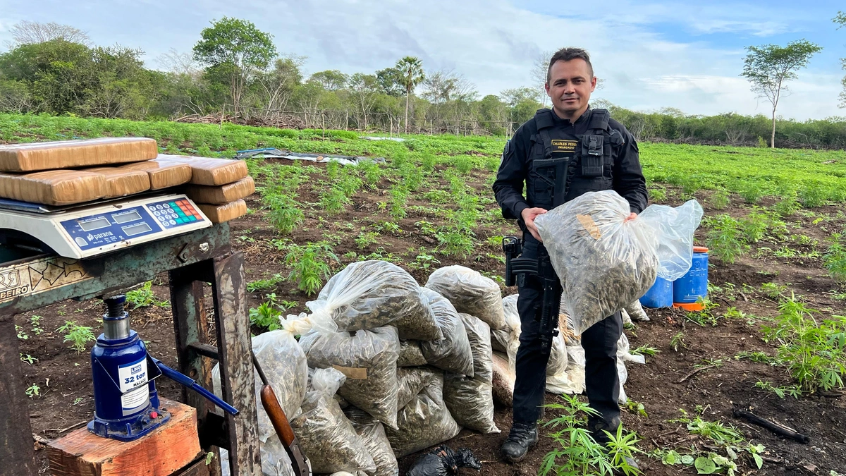 Plantação de maconha é desarticulada e quatro são presos em São João da Serra