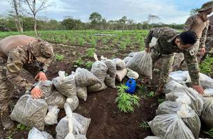 Plantação de maconha é desarticulada e quatro são presos em São João da Serra (Foto: Divulgação)
