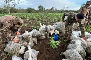 Plantação de maconha é desarticulada e quatro são presos em São João da Serra (Foto: Divulgação)