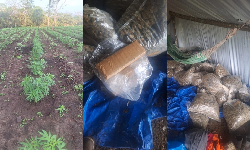 Plantação de maconha é desarticulada e quatro são presos em São João da Serra