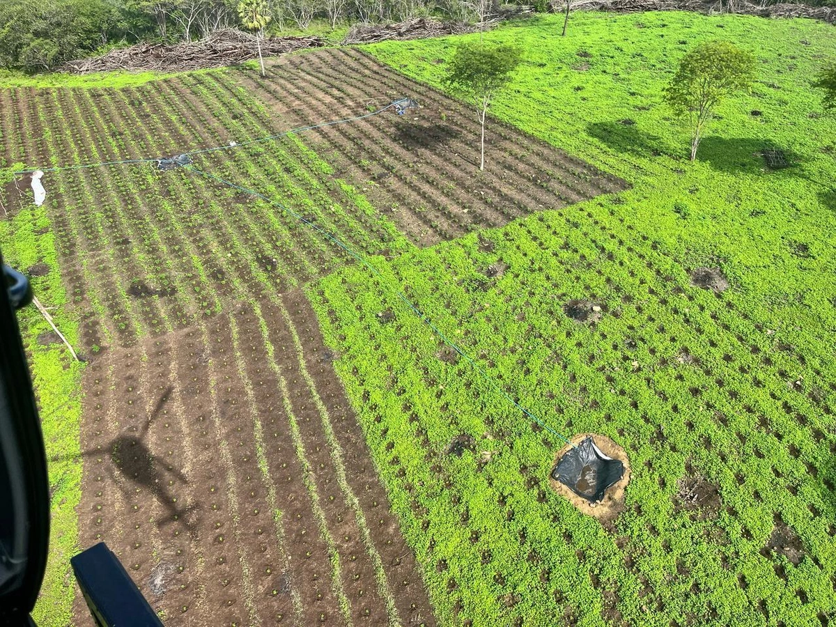 Plantação de maconha é desarticulada e quatro são presos em São João da Serra