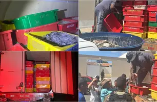 PM apreende carga ilegal com 8 toneladas de peixes em município no Piauí (Foto: Reprodução)