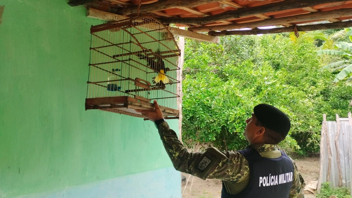 PM realiza operação e resgata 23 aves silvestres e uma jiboia no Piauí