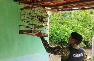 PM realiza operação e resgata 23 aves silvestres e uma jiboia no Piauí (Foto: Reprodução)