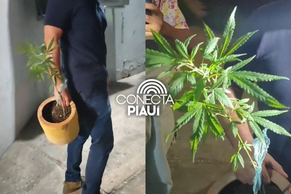 Polícia apreende drogas e prende dois suspeitos de plantar maconha em Teresina