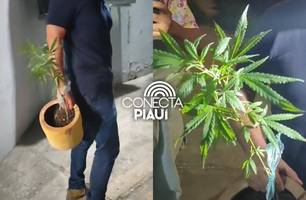 Polícia apreende drogas e prende dois suspeitos de plantar maconha em Teresina (Foto: Repórter 12/Conecta Piauí)