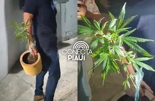 Polícia apreende drogas e prende dois suspeitos de plantar maconha em Teresina (Foto: Repórter 12/Conecta Piauí)