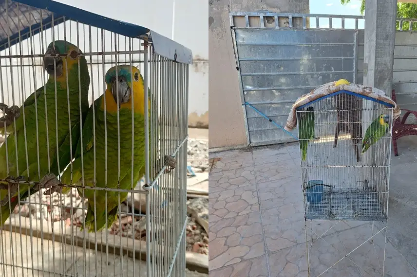 Polícia Militar do Piauí resgata papagaios mantidos em cativeiro e autua responsável Polícia Militar do Piauí resgata papagaios mantidos em cativeiro e autua responsável