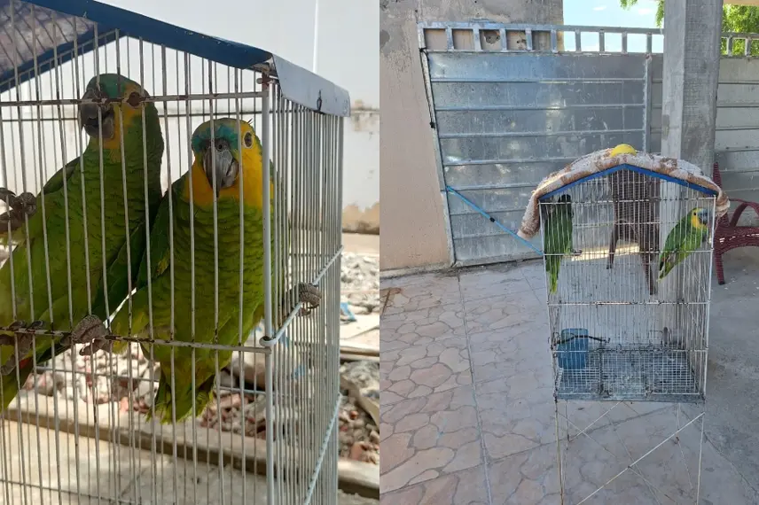 Polícia Militar do Piauí resgata papagaios mantidos em cativeiro e autua responsável