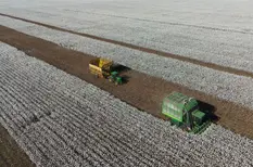 Safra de algodão no Piauí