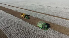 Safra de algodão no Piauí (Foto: Reprodução)