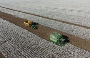 Safra de algodão no Piauí (Foto: Reprodução)