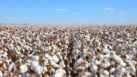 Safra de algodão no Piauí (Foto: Reprodução)