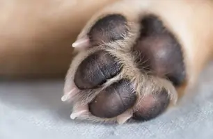 Tutor é preso após matar filhotes de cães com uma foice (Foto: Reprodução)