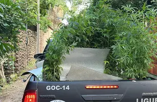 Apreensão de maconha em Teresina (Foto: Conecta Piauí)