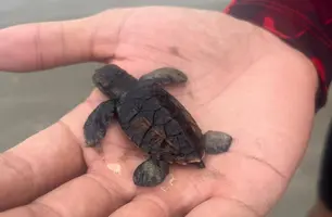 Bombeiros resgatam filhotes e ovos de tartarugas marinhas no litoral piauiense (Foto: Reprodução)