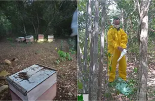 Mortandade de abelhas preocupa apicultores no sul do Piauí (Foto: Reprodução)