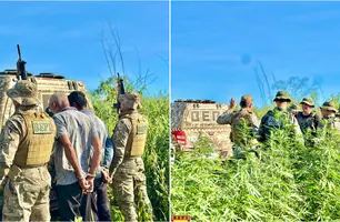 Operação no Piauí e Bahia destrói plantio de maconha de 3 hectares em Sebastião (Foto: Reprodução)