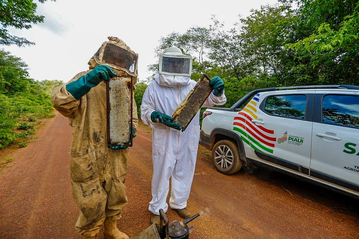 Piauí se consolida como potência na apicultura com o apoio do Governo do Estado e a dedicação dos produtores