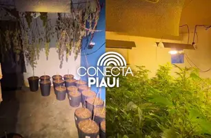 Polícia descobre estufas de maconha em sítio de advogado na zona rural de Teresina (Foto: Reprodução)