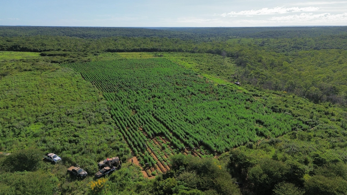 Roça de maconha localizada entre Piauí e Bahia
