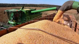 Safra de milho (Foto: Reprodução/GovMS)