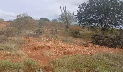 'Seca verde’ atinge mais de 120 cidades no Piauí; confira a lista
