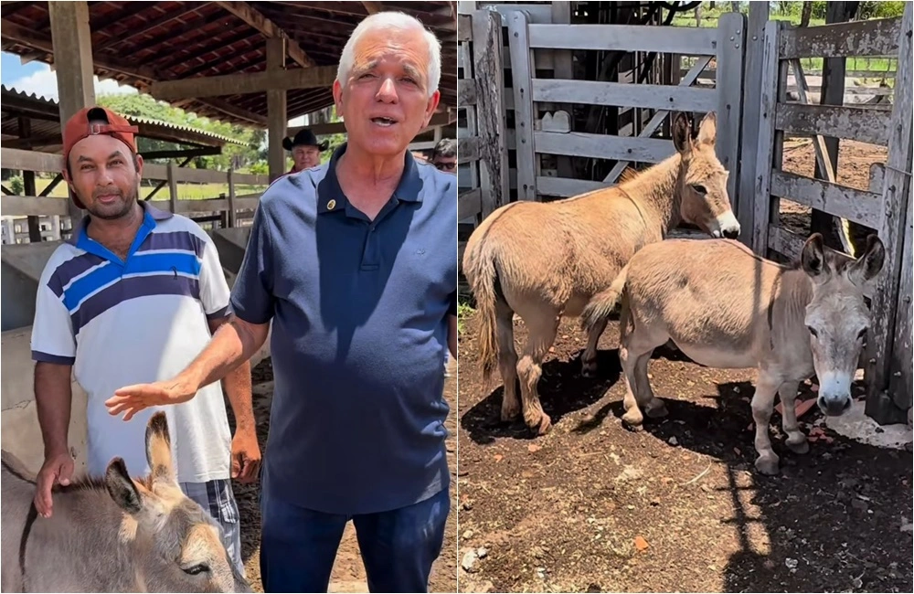 Themístocles anuncia gravidez de jumenta anã e diz que vai ter casamento