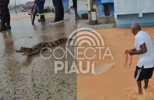 Trecho alagado no Dirceu vira "pesqueiro" e jacaré é flagrado em Teresina (Foto: Reprodução/Internet)
