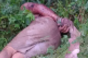 Corpo de homem com as mãos amarradas é encontrado em Teresina (Foto: Reprodução)