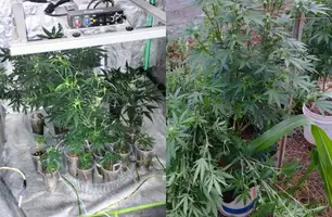 Homem é preso com horta de maconha em casa durante operação em São Raimundo Nonato (Foto: Divulgação/Polícia Civil)