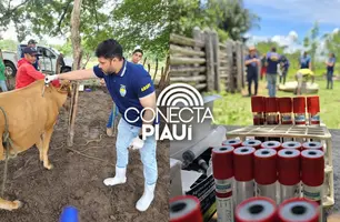 Piauí recebe 1º lote de amostras para detecção de brucelose e tuberculose bovina (Foto: Reprodução)