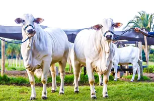 Piauí vai a Paris receber selo internacional de área livre da aftosa sem vacinação (Foto: Reprodução)