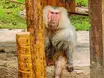 Babuíno Babu do Zoobotânico de Teresina morre aos 30 anos