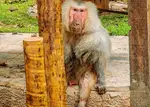 Babuíno do Zoobotânico de Teresina morre aos 30 anos