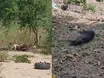 Cachorros atacam animais em cidade do Piauí e causam mais de R$ 8 mil em prejuízo