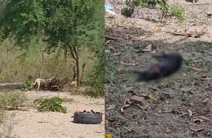 Cachorros atacam animais em cidade do Piauí e causam mais de R$ 8 mil em prejuízo (Foto: Reprodução)