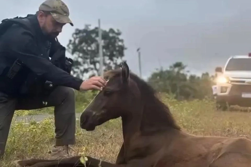 Cavalo é sacrificado e sete pessoas são conduzidas em operação em José de Freitas