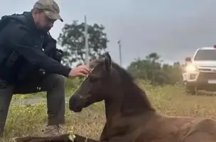 Cavalo é sacrificado e sete pessoas são conduzidas em operação em José de Freitas (Foto: Reprodução)