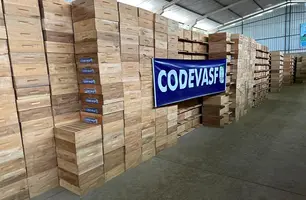 Codevasf entrega 10 mil colmeias e projeta 500 toneladas de mel por ano no Piauí (Foto: Reprodução)