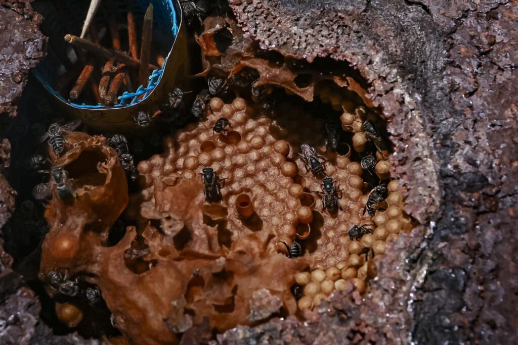 Colmeia de tiúba, espécie de abelha sem ferrão nativa do Piauí