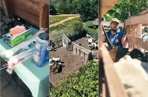 Curimatá dá passo importante no fortalecimento da pecuária familiar (Foto: Reprodução)