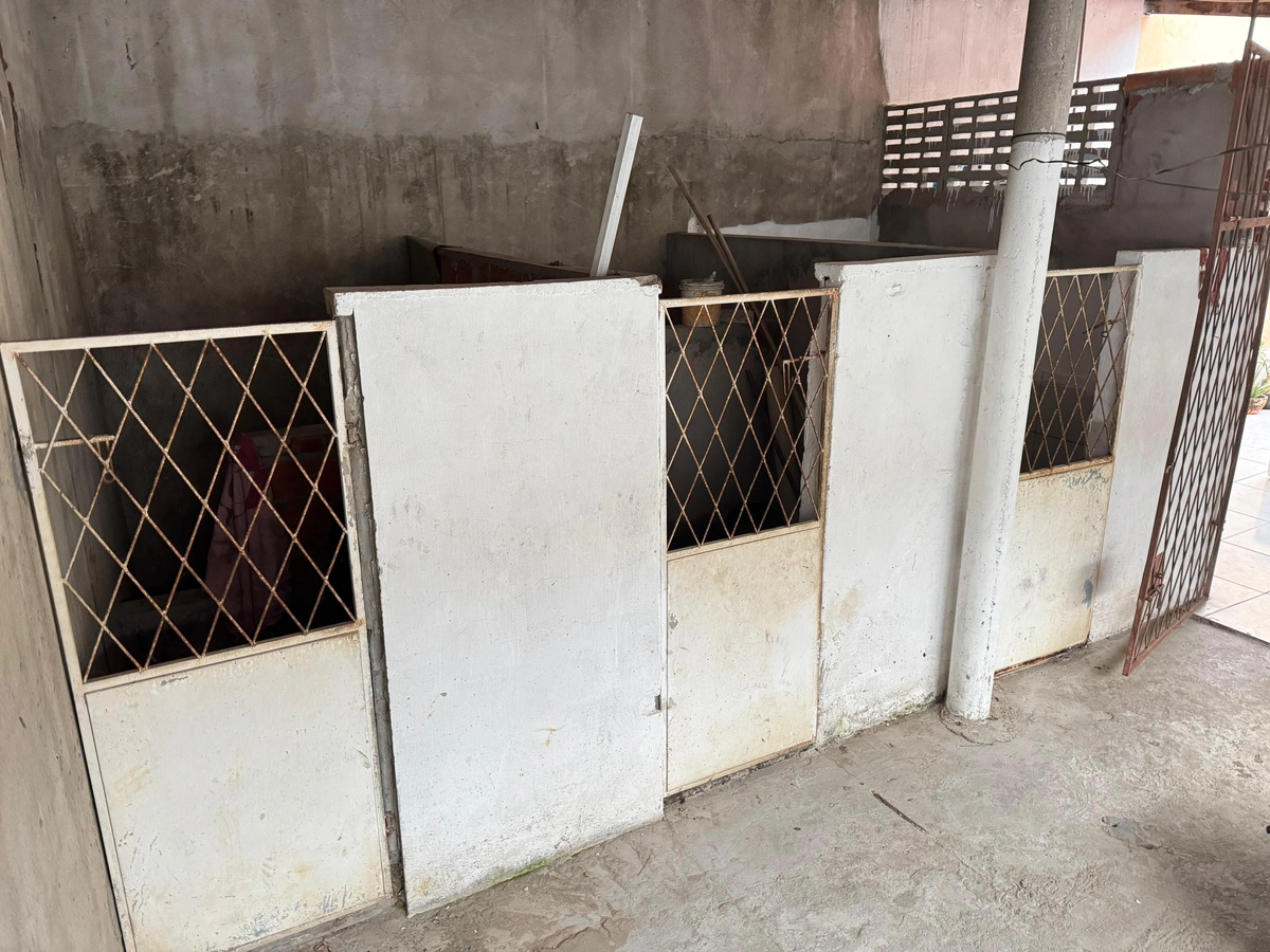 Falso Vet: Polícia prende falsos veterinários por castrações ilegais em Teresina